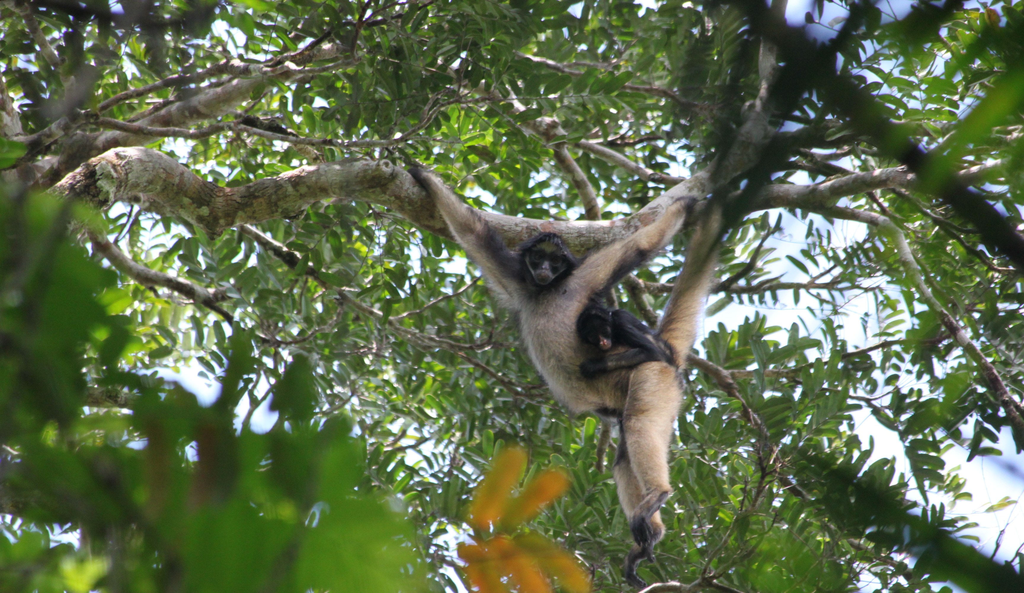 Spider monkey Ateles belzebuth in the canopy
