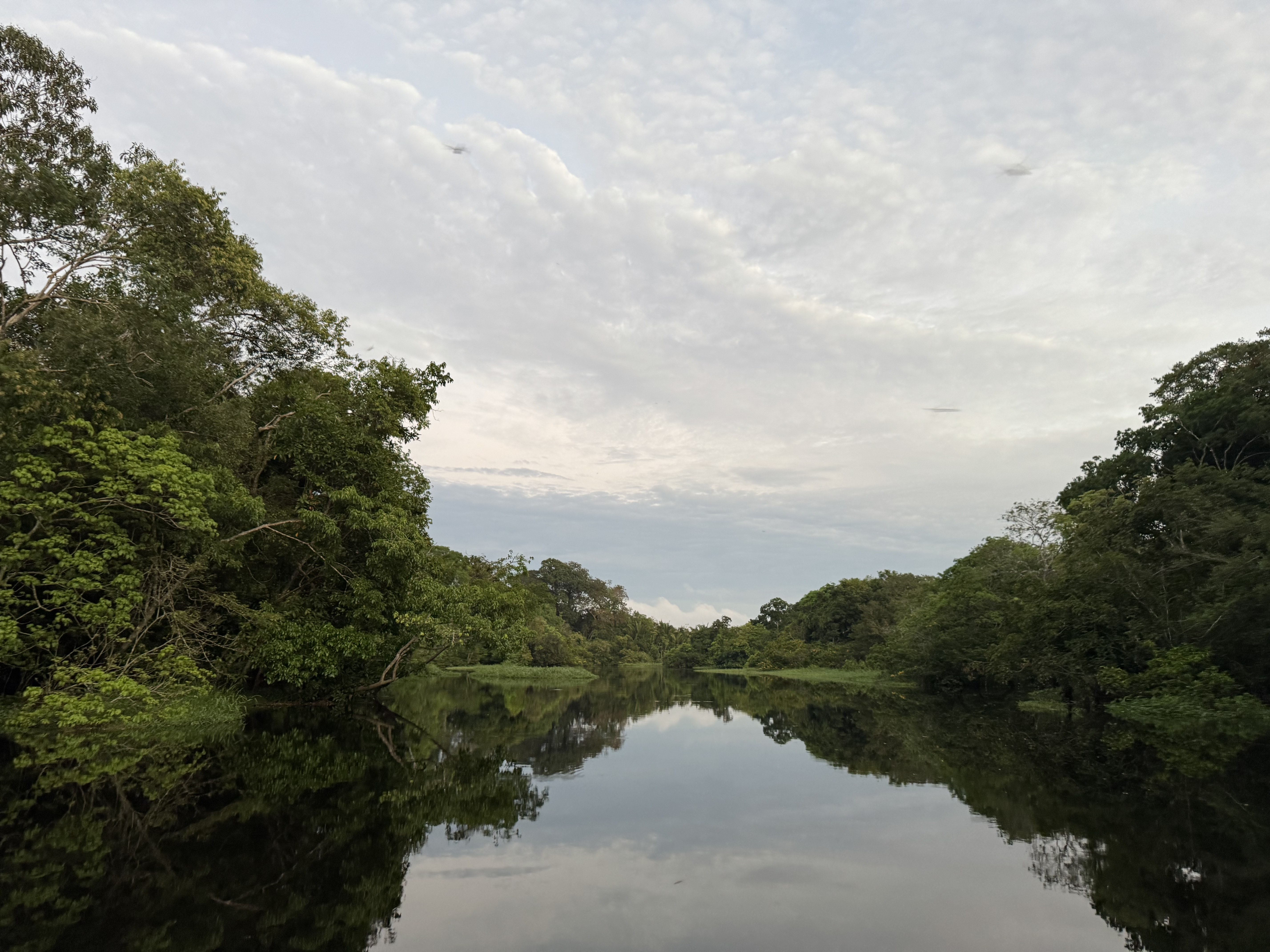 Perfectly mirrored canal deep in the Amazon forest