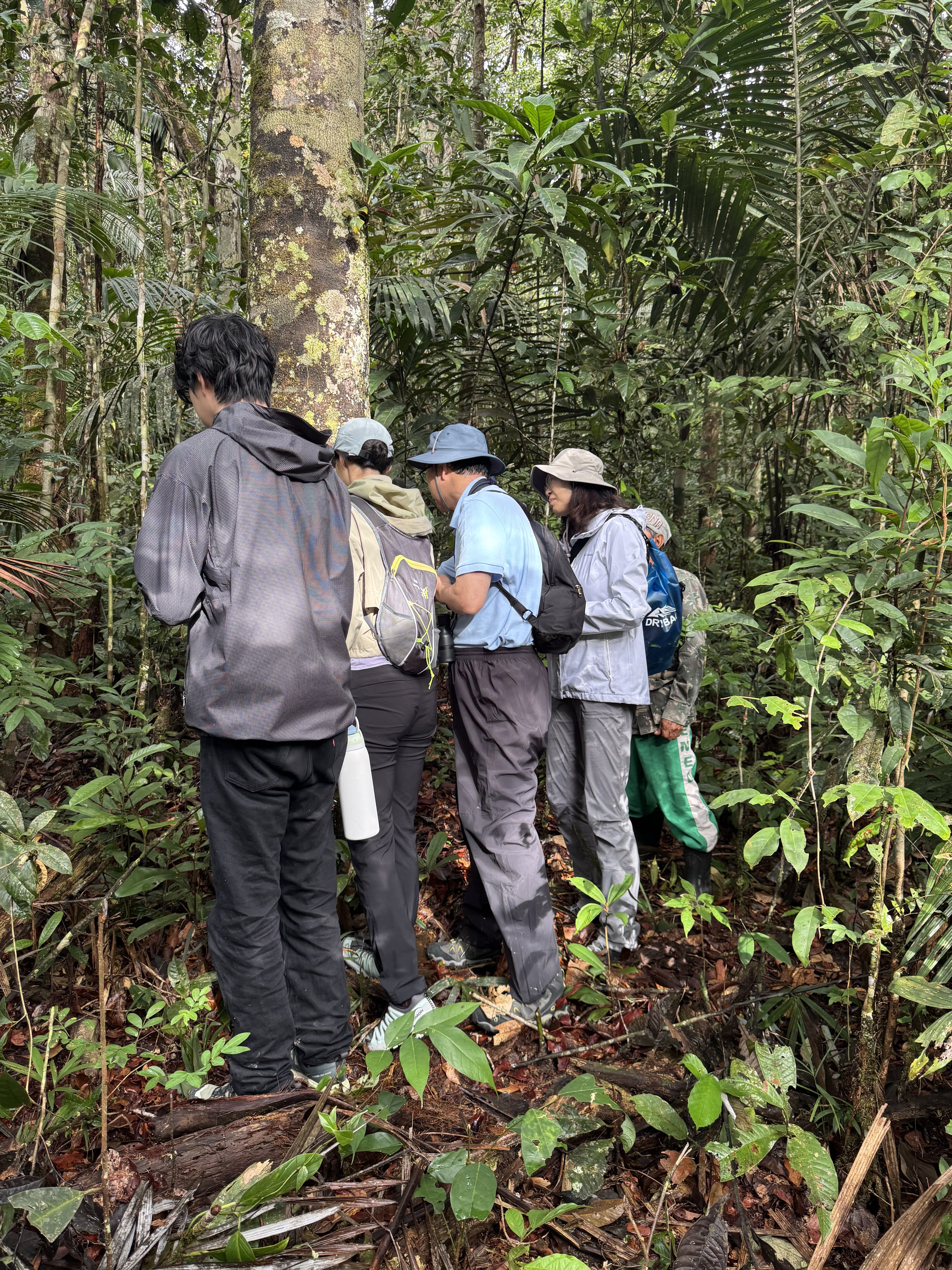 Naturalist guides examining a fallen trunk in primary forest