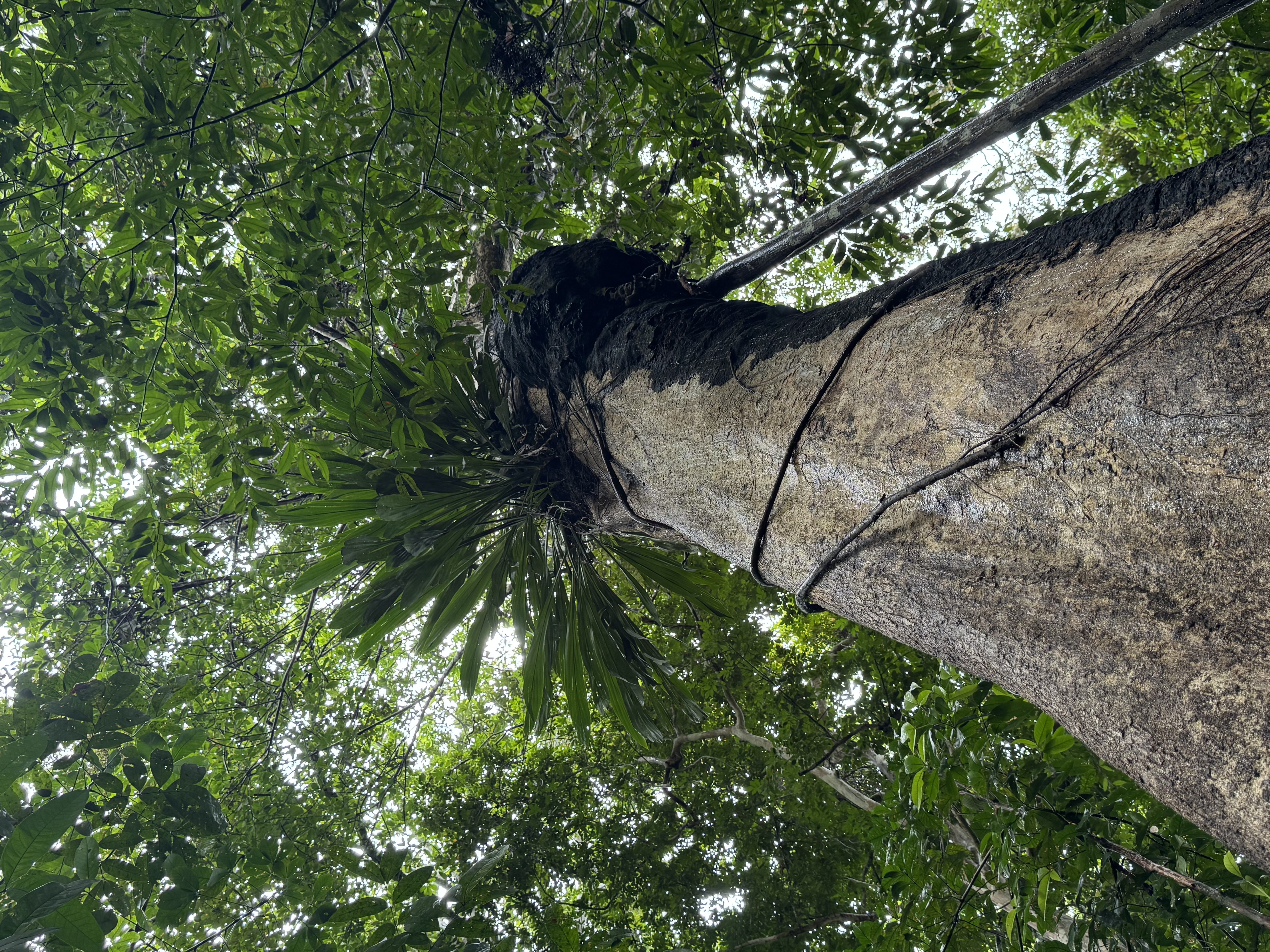 Giant Amazon rainforest canopy on the Amazon Lodge overnight tour from Manaus