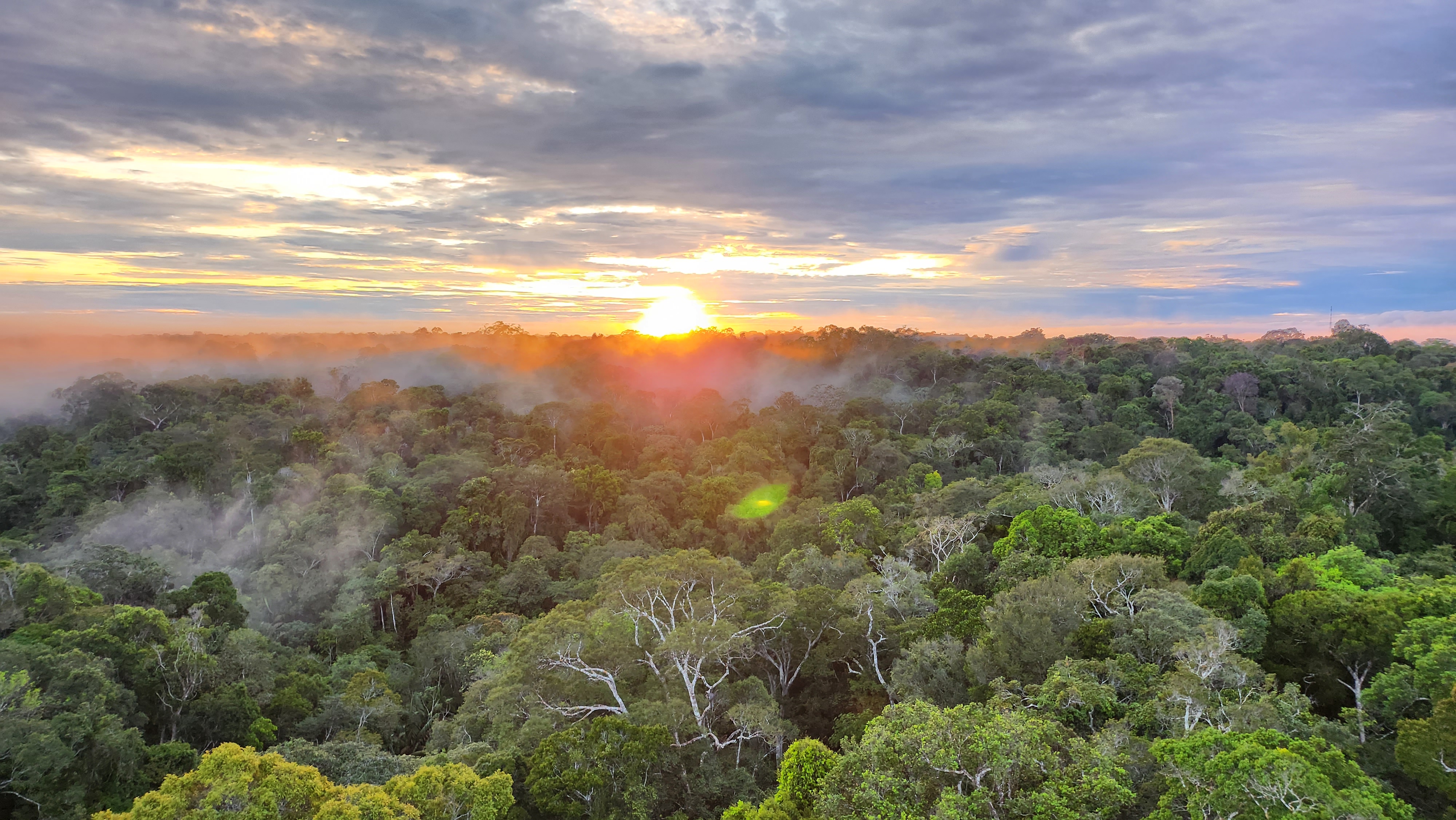 Sunrise over the Amazon rainforest canopy — orange mist rising at first light