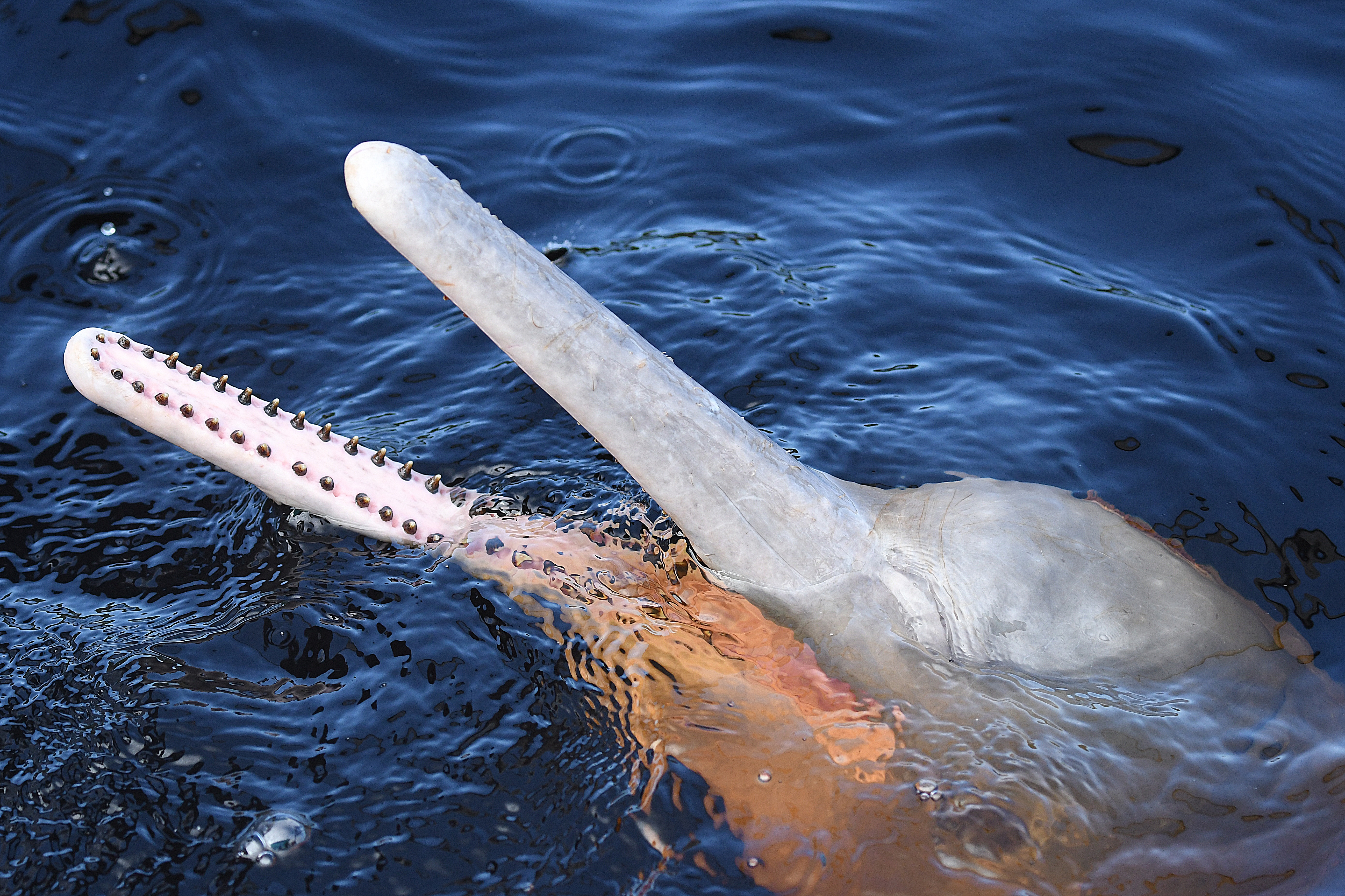 Pink river dolphin surfacing in the Rio Negro on the Pink Dolphins and Anavilhanas day trip from Manaus