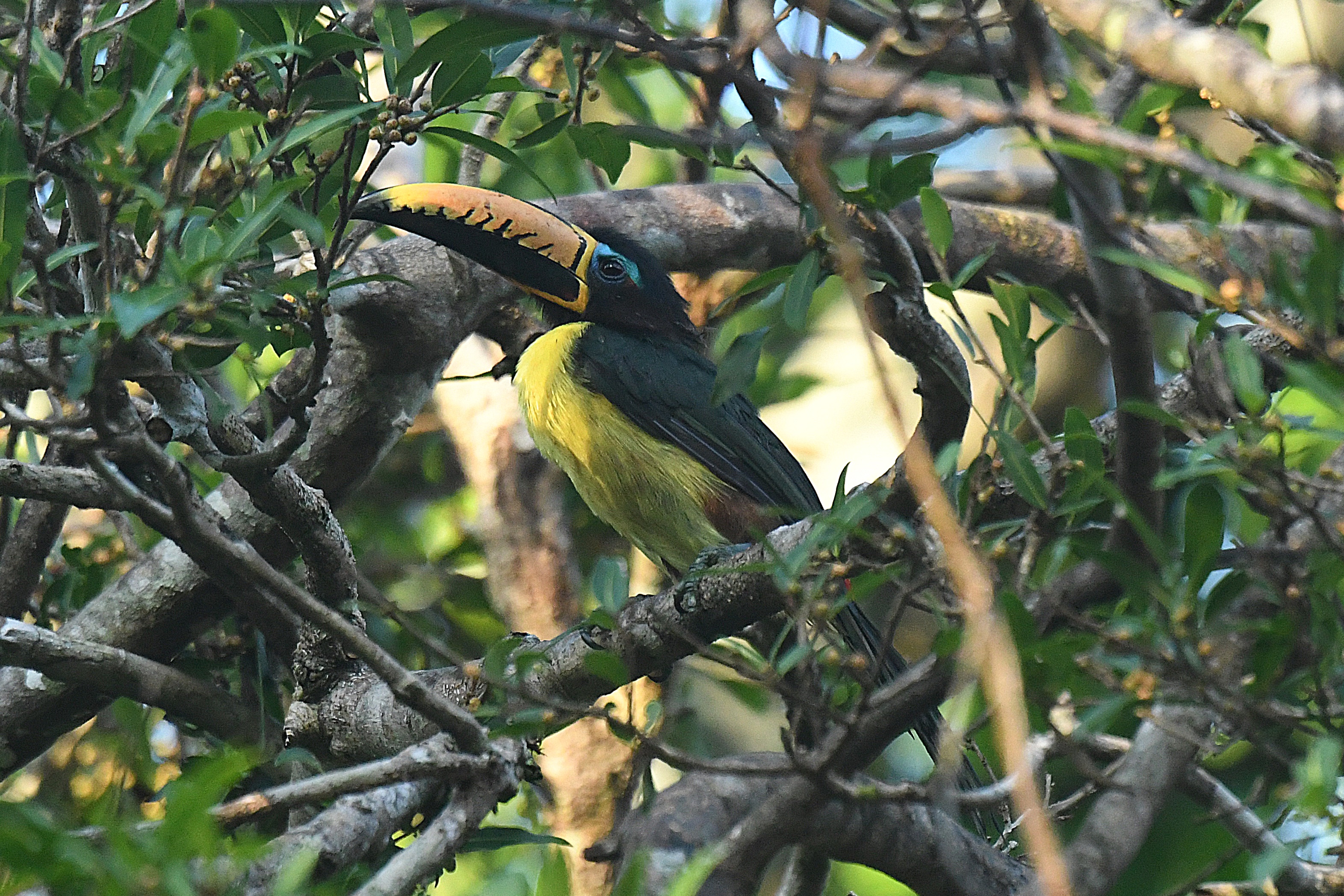 Lettered Aracari toucanet on a perch in the Amazon