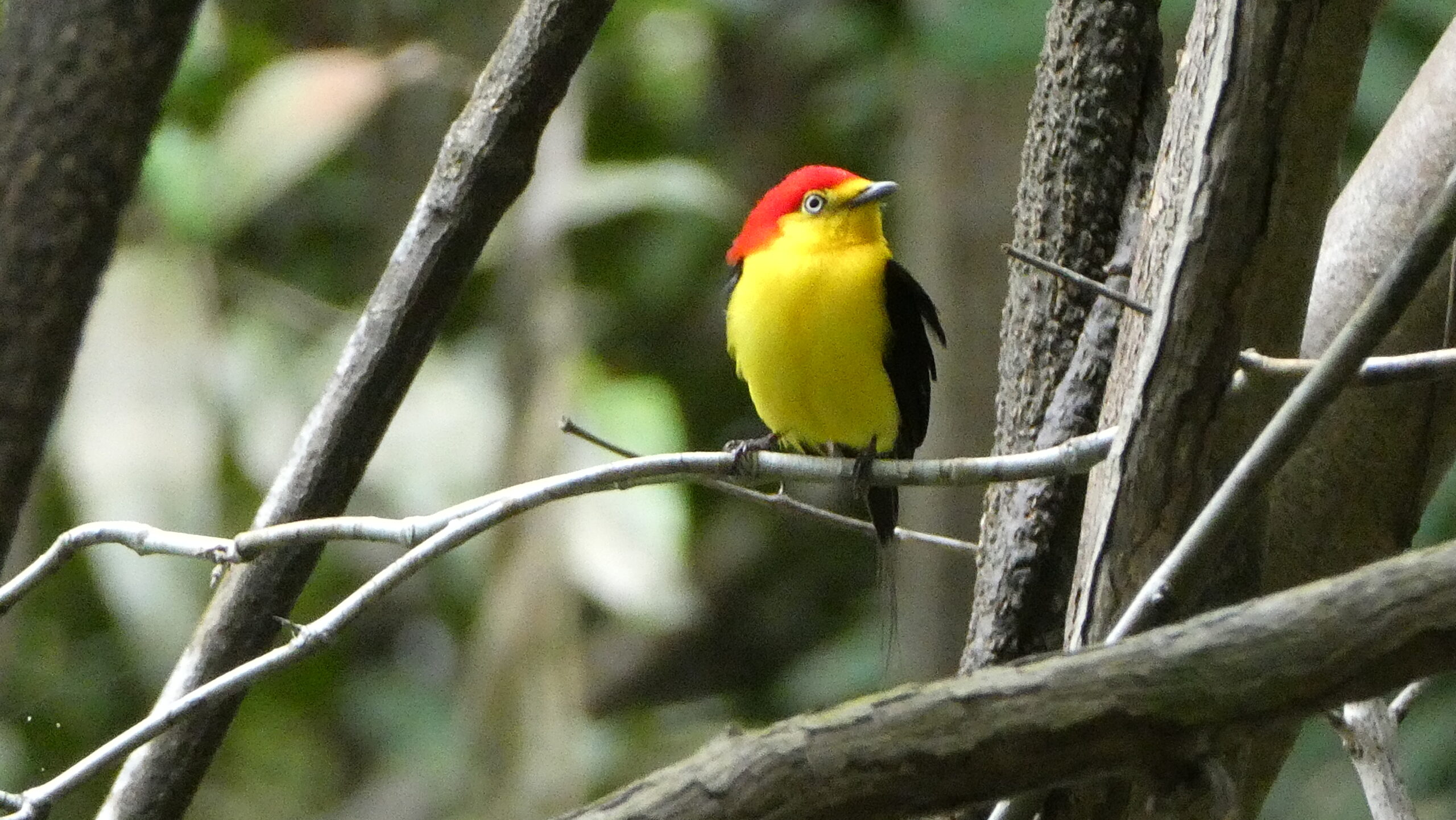 Birdwatching in the Amazon rainforest on the 7-day specialist birdwatching tour from Manaus