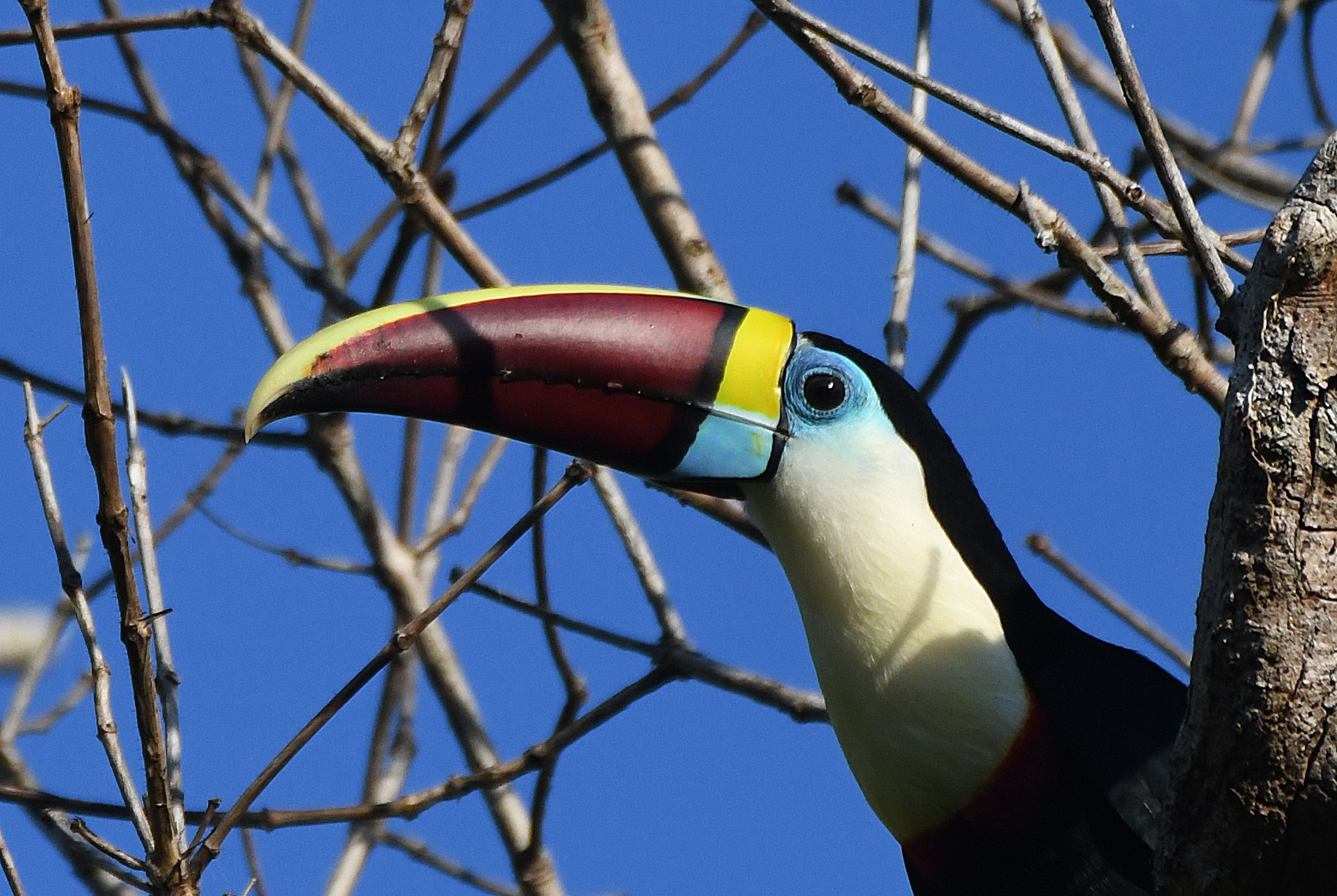 Toucan with vivid colourful beak, Amazon forest