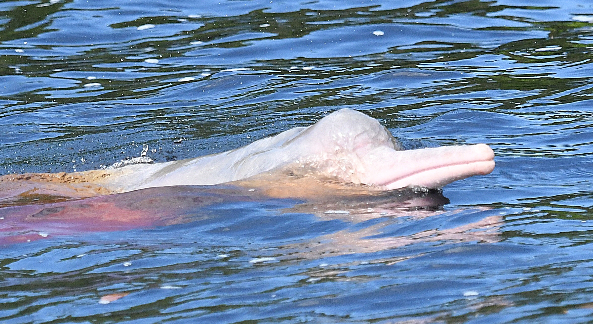 Pink river dolphin surfacing in the black waters of the Negro
