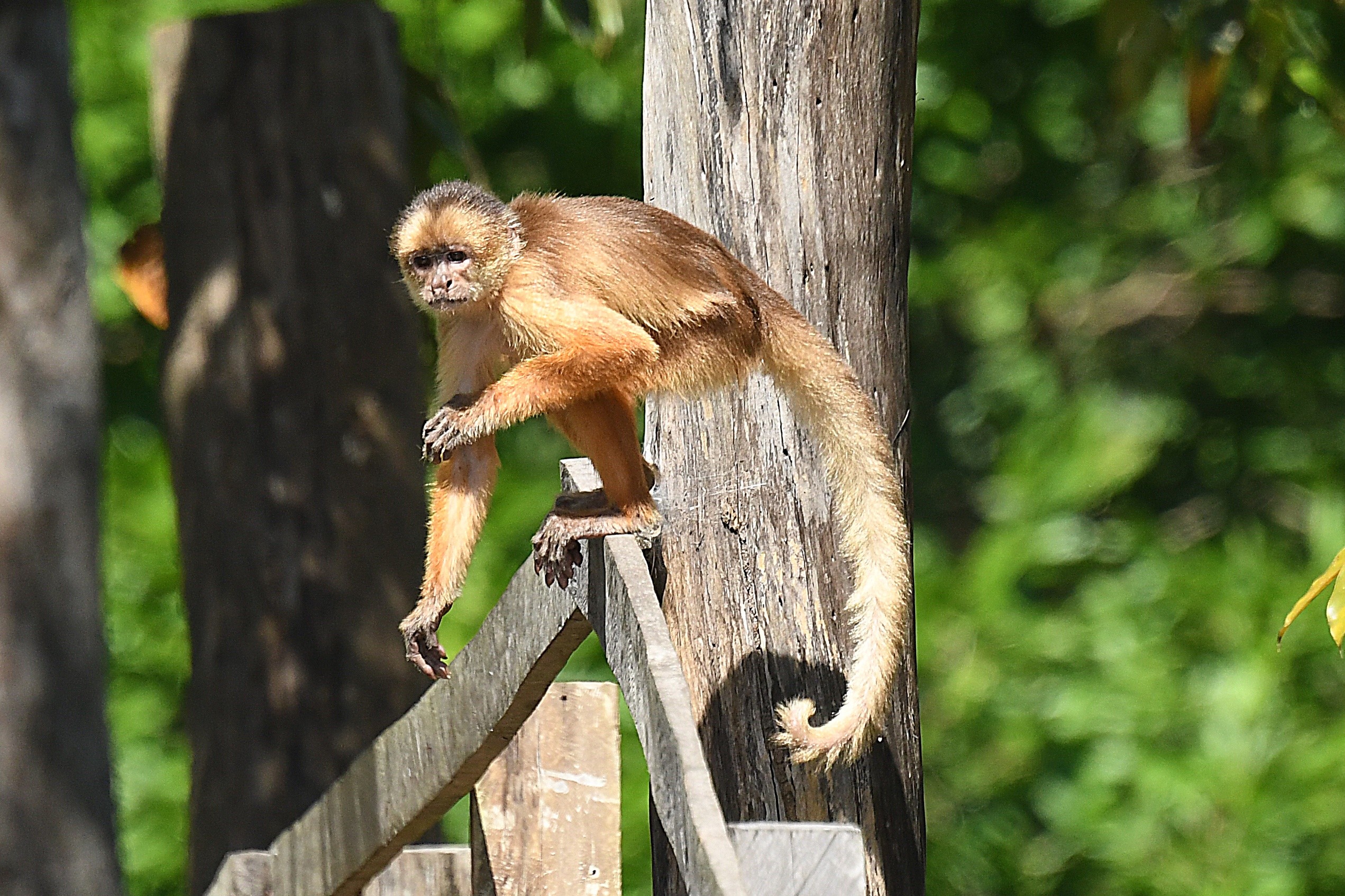 Capuchin monkey in the forest