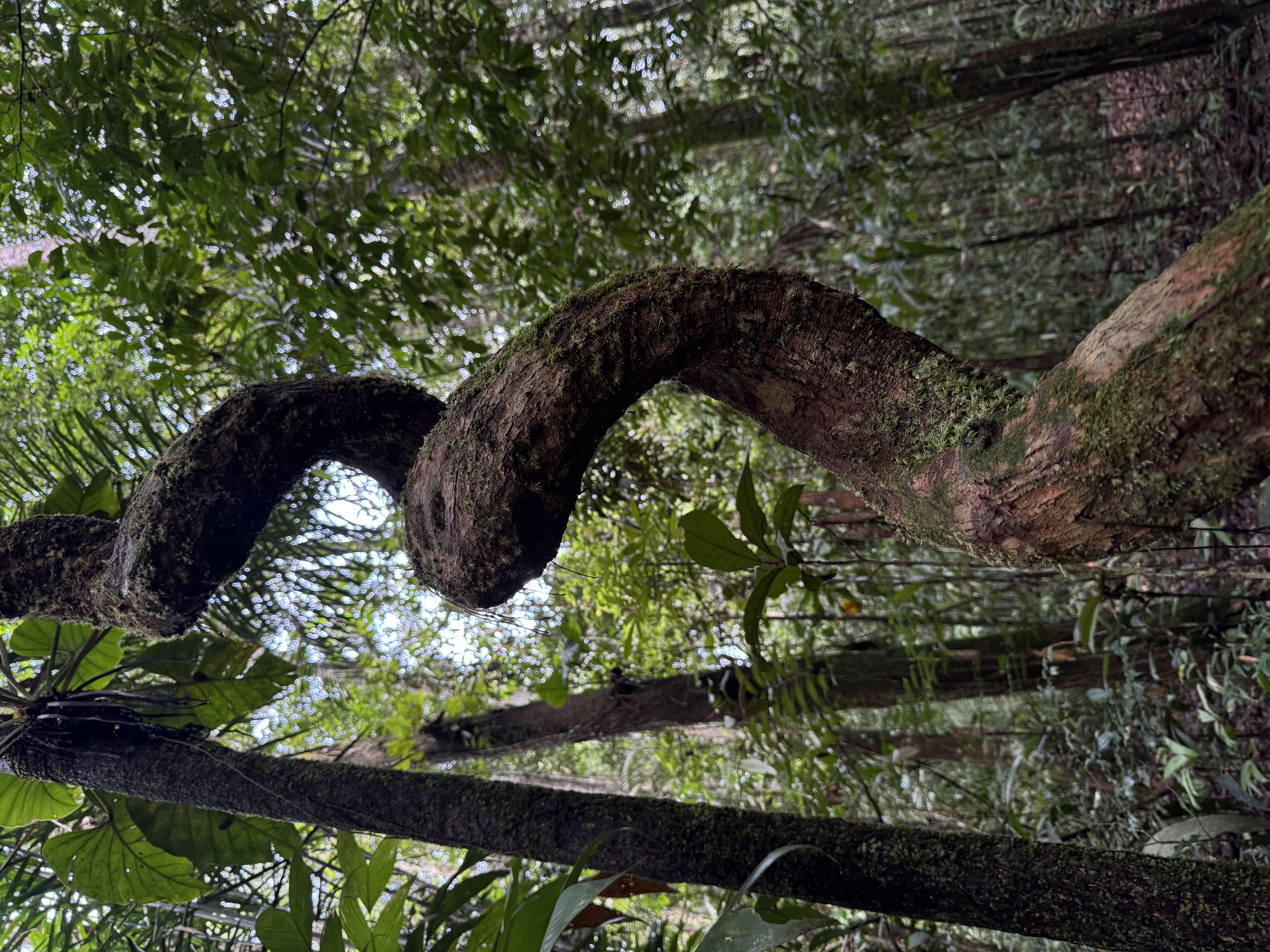 Chlorophyll 6-day Amazon flora tour from Manaus — rainforest canopy and Victoria amazonica lilies