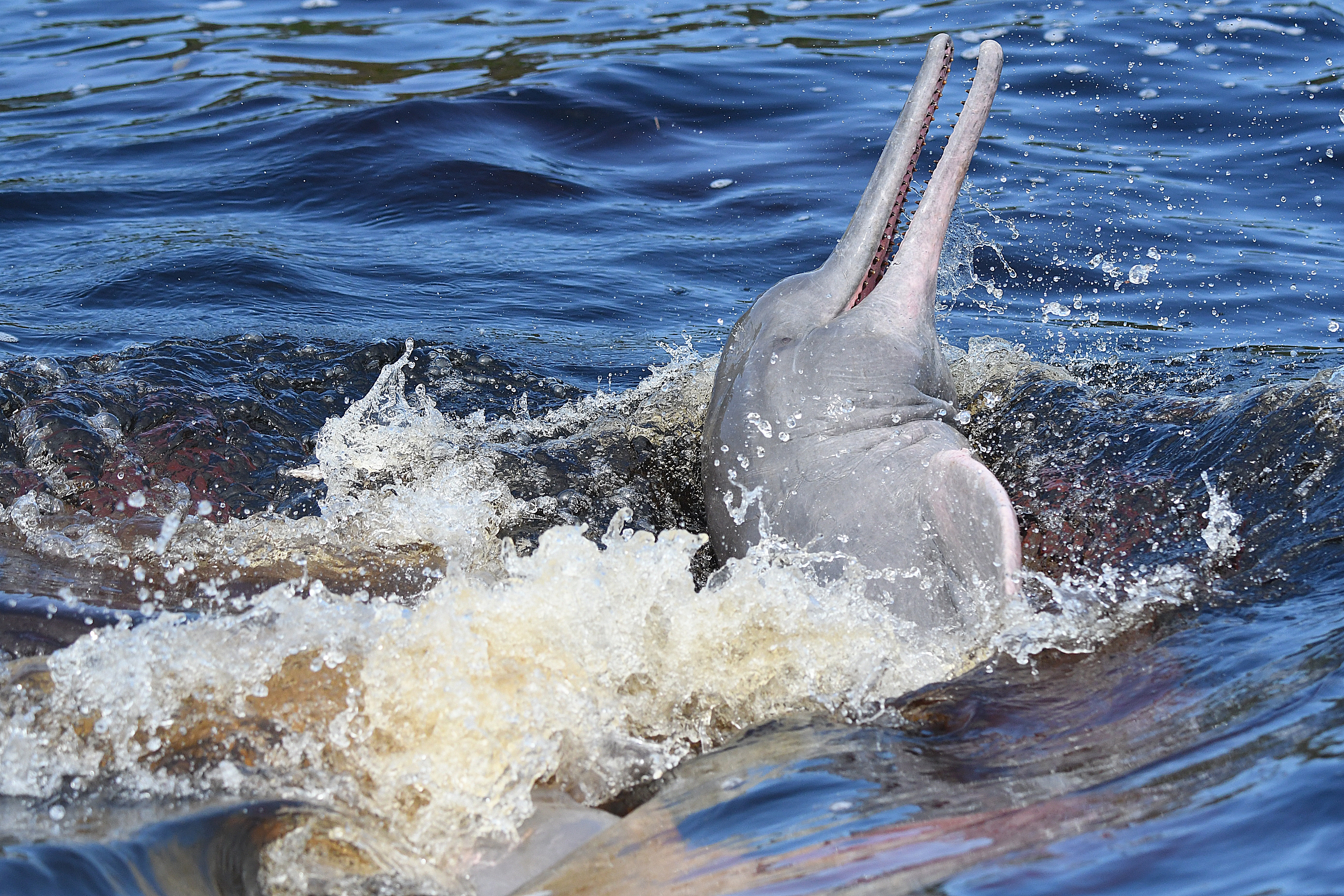 Pink river dolphin leaping with water spray