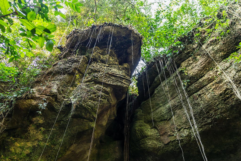 Ancient sandstone rock formations with aerial roots and dense forest canopy, Presidente Figueiredo ecological reserve