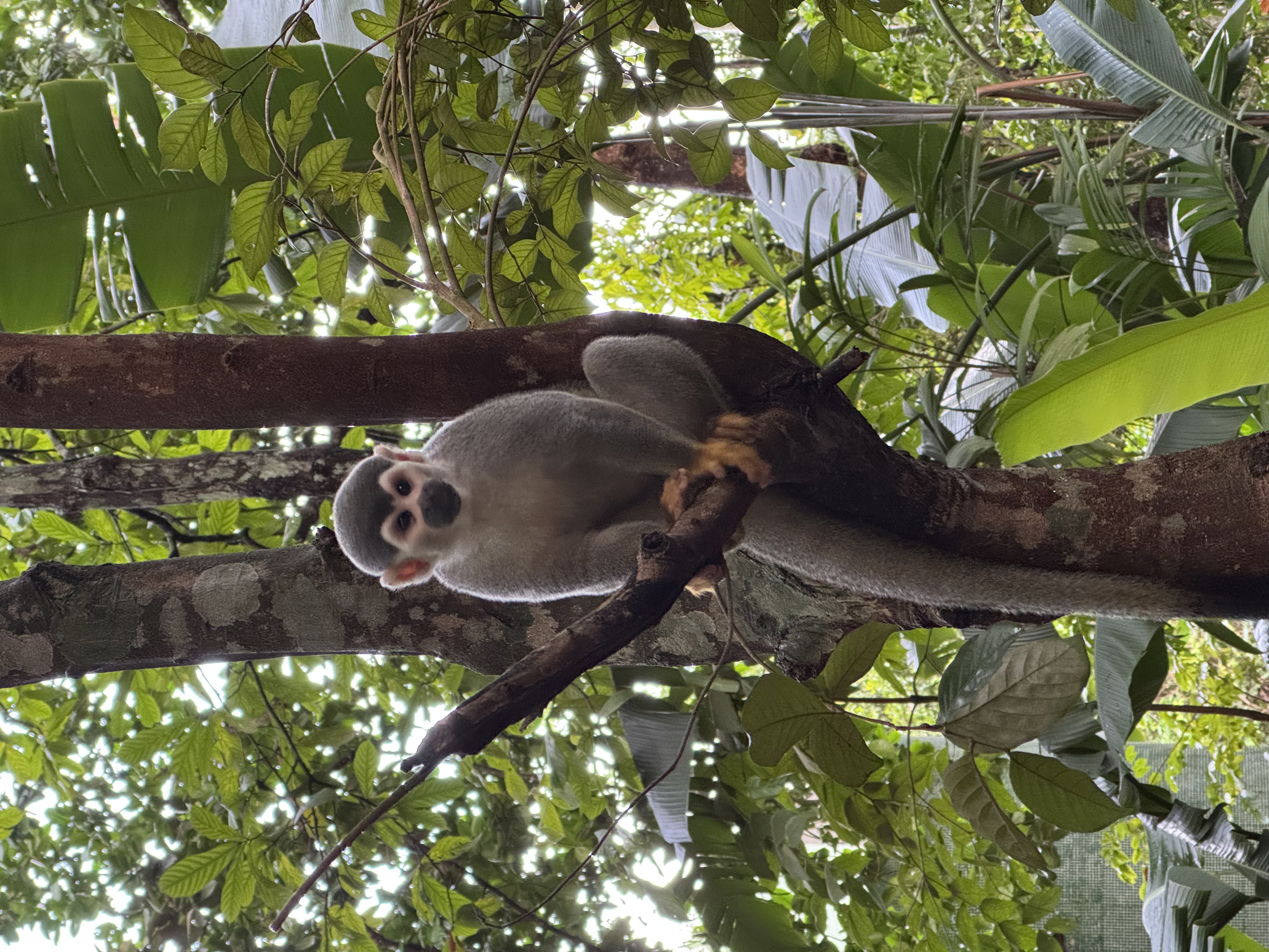 Woolly monkey hanging in the Amazon forest canopy during a guided jungle walk
